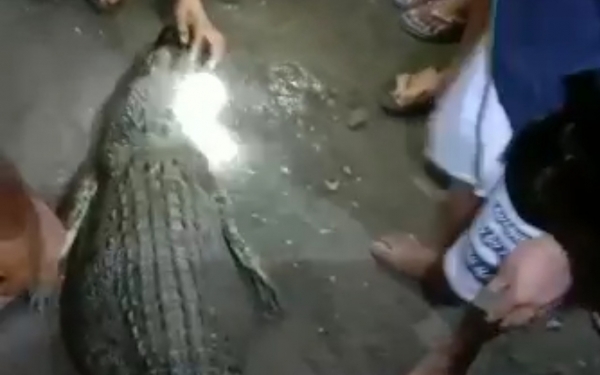 Buaya yang ditemukan warga Jambula