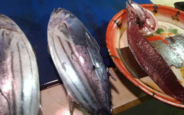Ikan Cakalang atau Baby Tuna